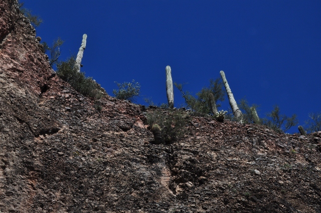 saguaro